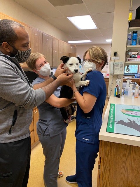 staff at Beltline Animal Hospital helping a dog